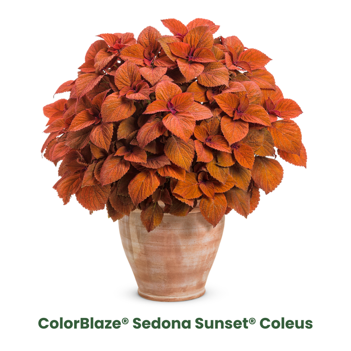 Fall Coleus Mix Fall Coleus Mix in container.