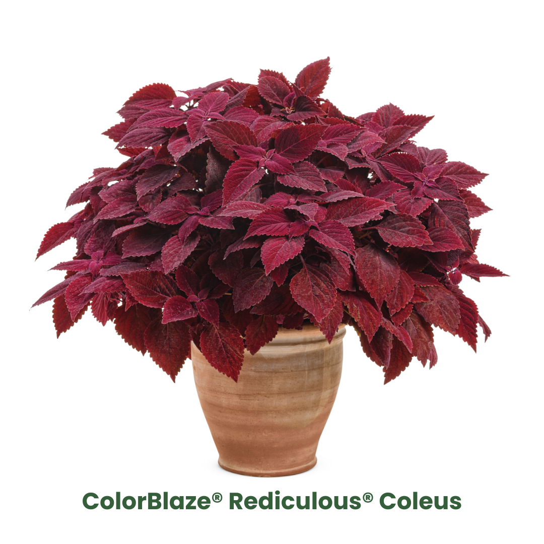 Fall Coleus Mix Fall Coleus Mix in container.