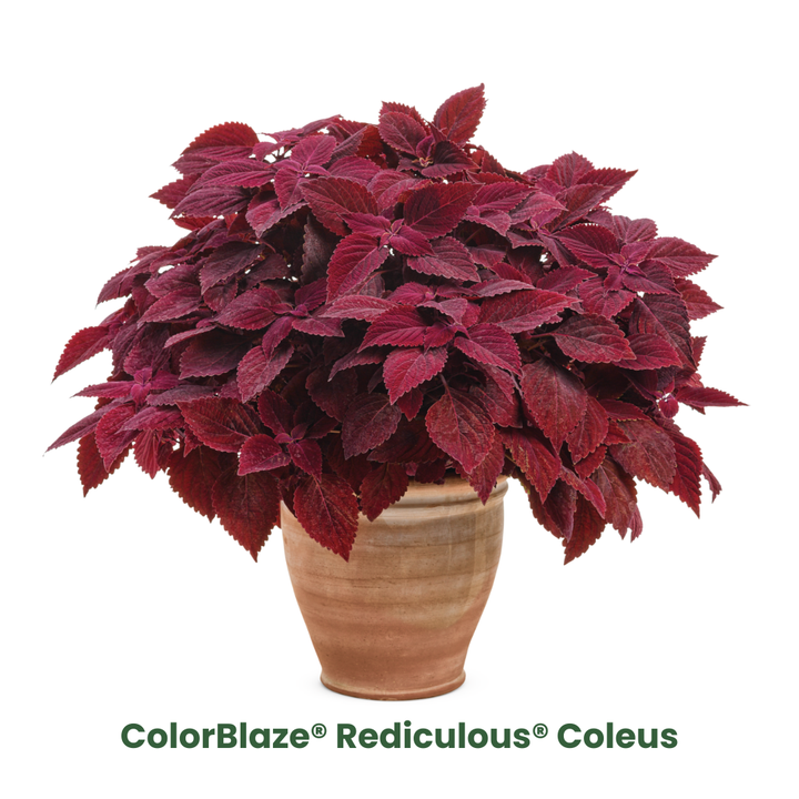 Fall Coleus Mix Fall Coleus Mix in container.