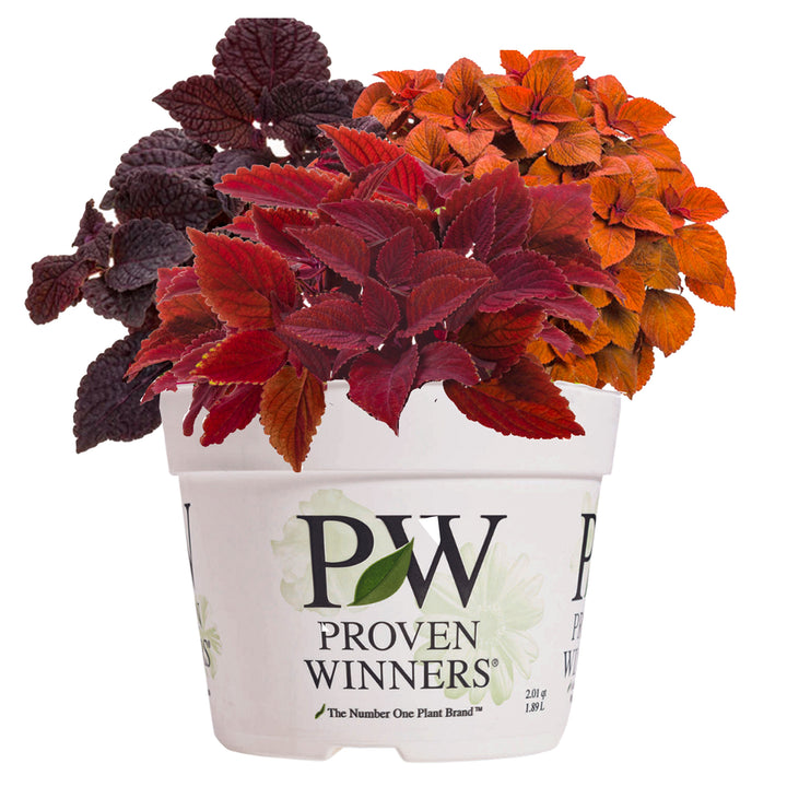 Fall Coleus Mix in container.