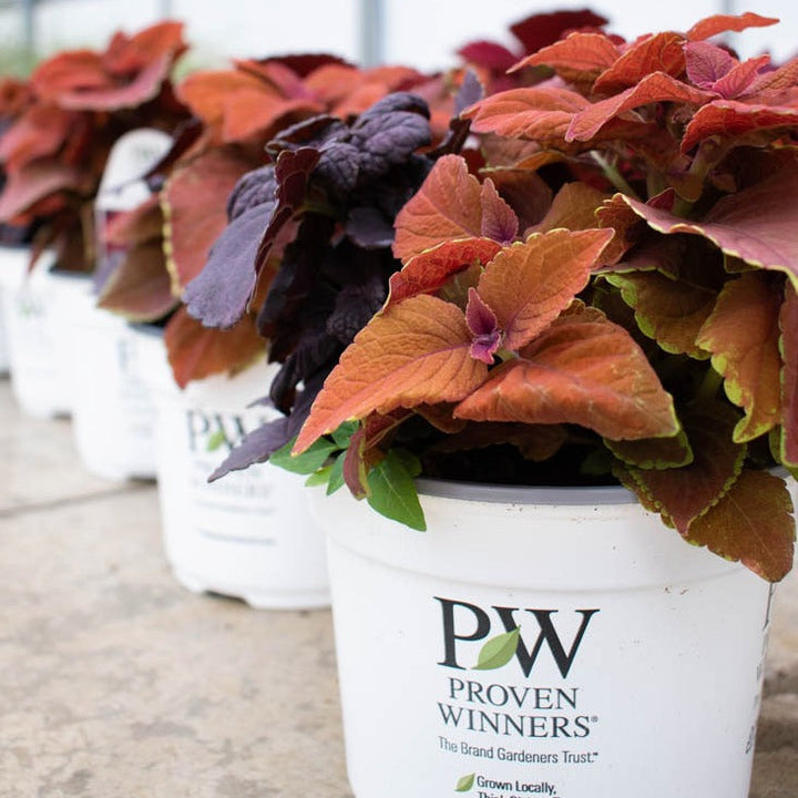 Fall Coleus Mix Fall Coleus Mix in focus.