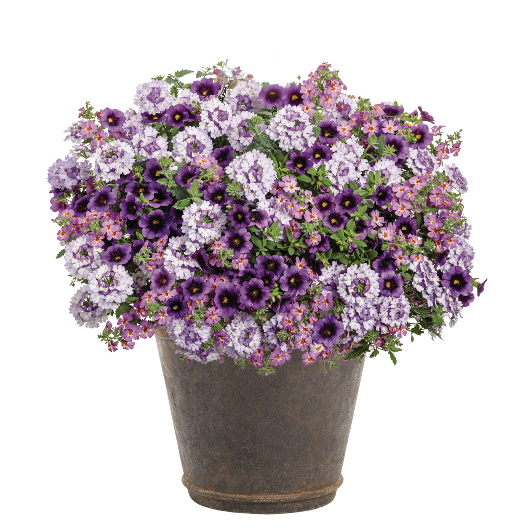 30 Second Planter™ Josephine