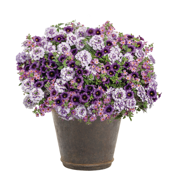 30 Second Planter™ Josephine