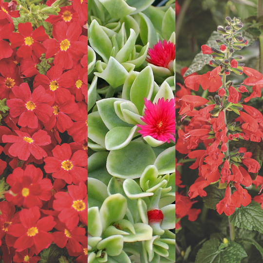 30 Second Planter™ Kilauea