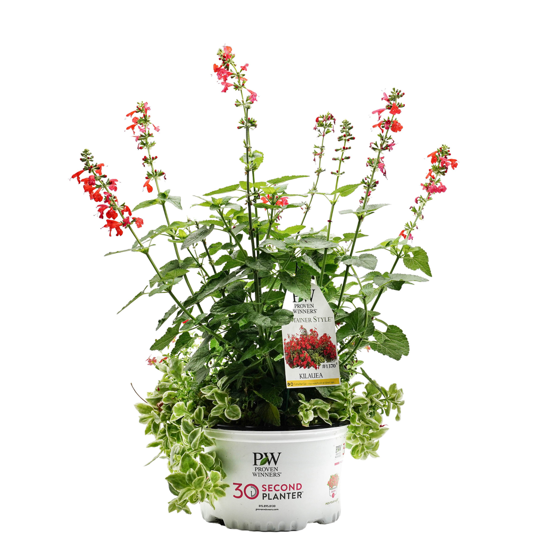 30 Second Planter™ Kilauea