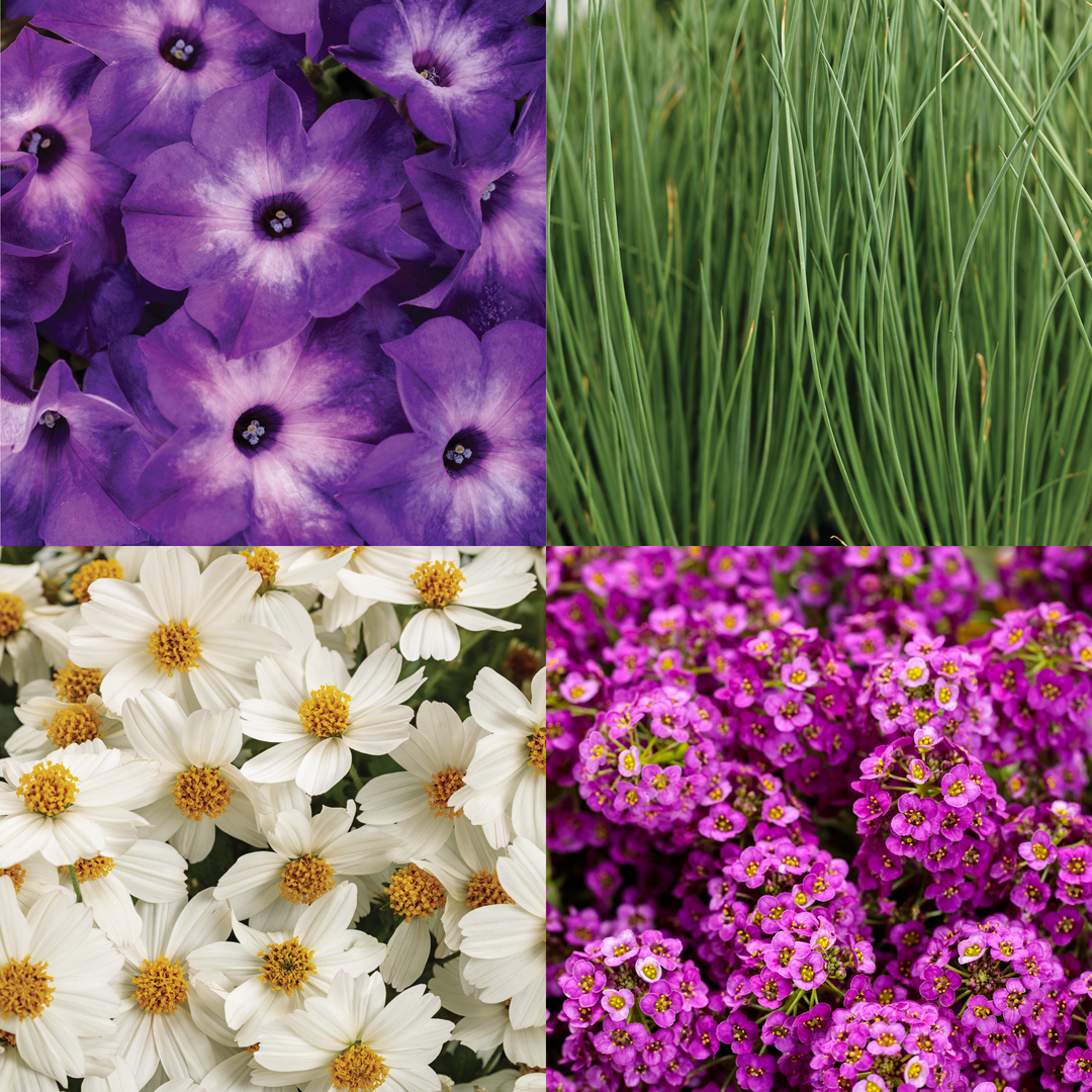 30 Second Planter™ Splendid