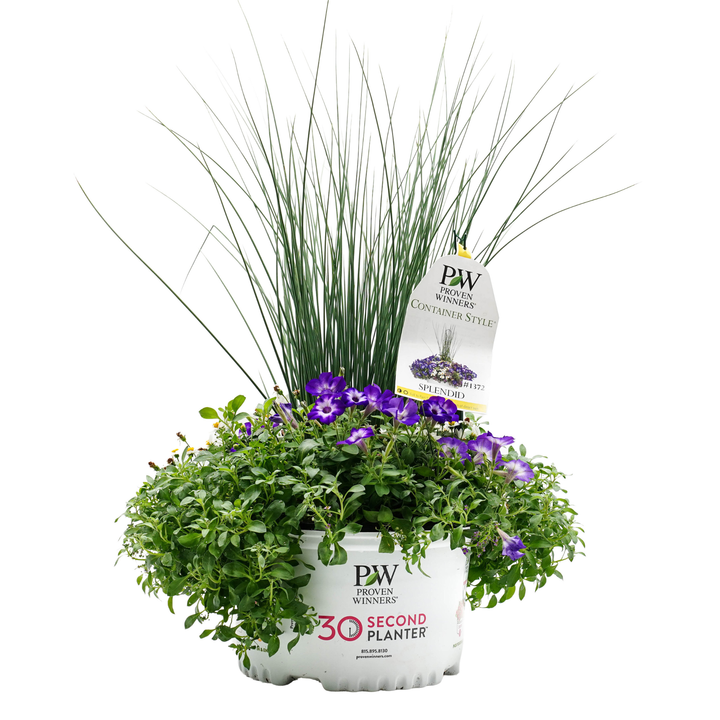 30 Second Planter™ Splendid