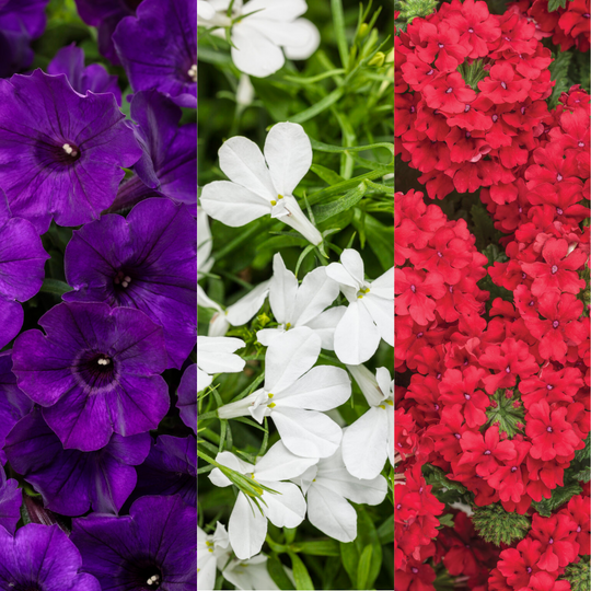 'Fireworks' 6.5 Inch Combination