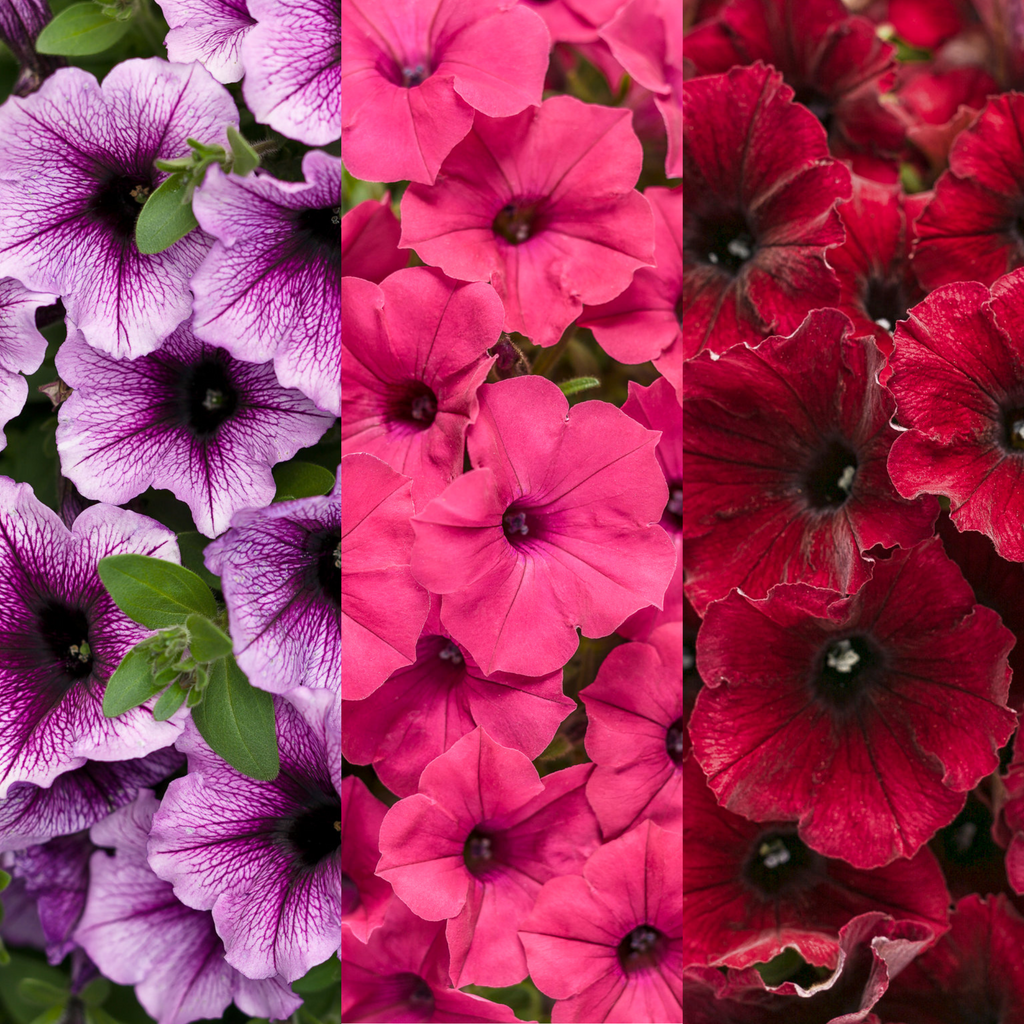 Combination | 6.5 Inch 'Grand Traverse' | Proven Winners Combination | 6.5 Inch 'Grand Traverse' | Proven Winners