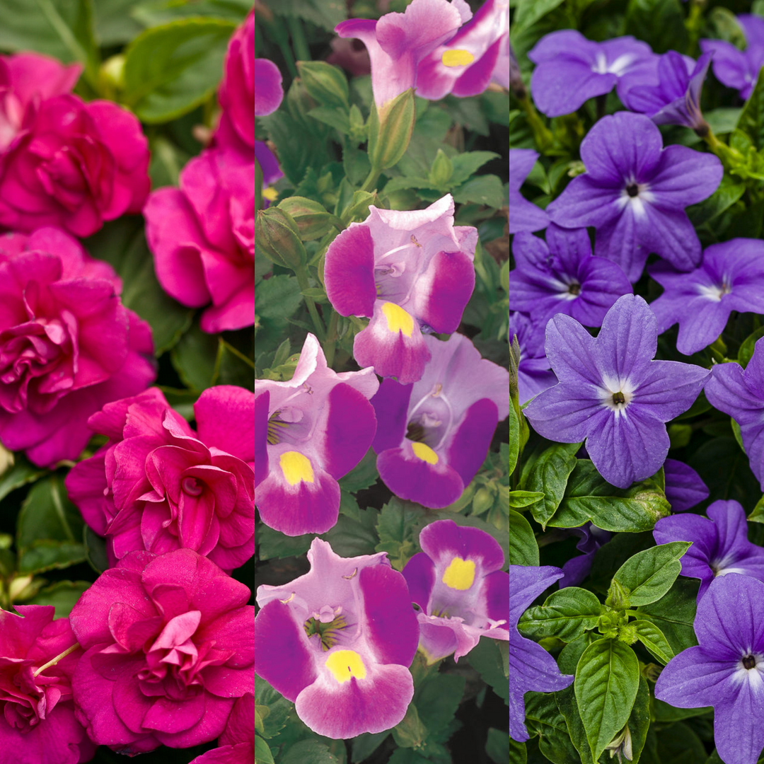 Combinations Proven Winners Direct™