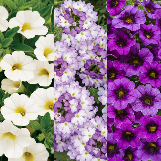 'Amethyst Dreams' 6.5 Inch Combination