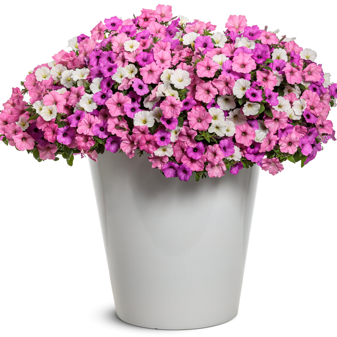 ポップンフラワーズ proven-winners-annuals-