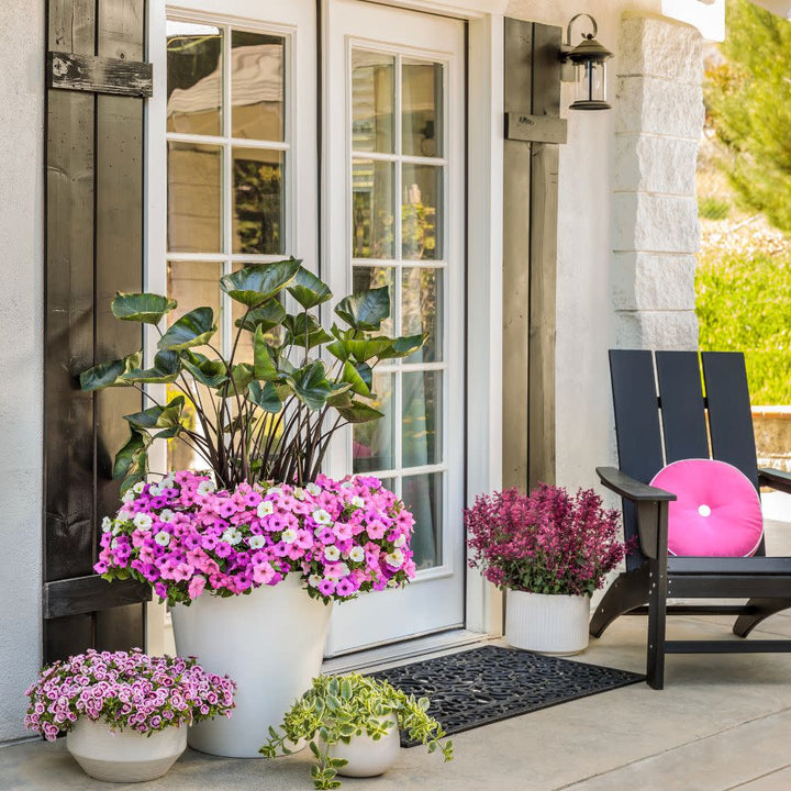 Combination | 6.5 Inch 'Vista View' | Proven Winners® Combinations