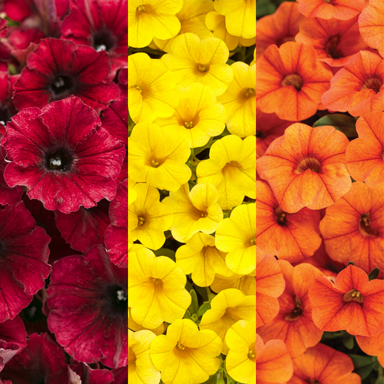 'It's So You' 6.5 Inch Combination