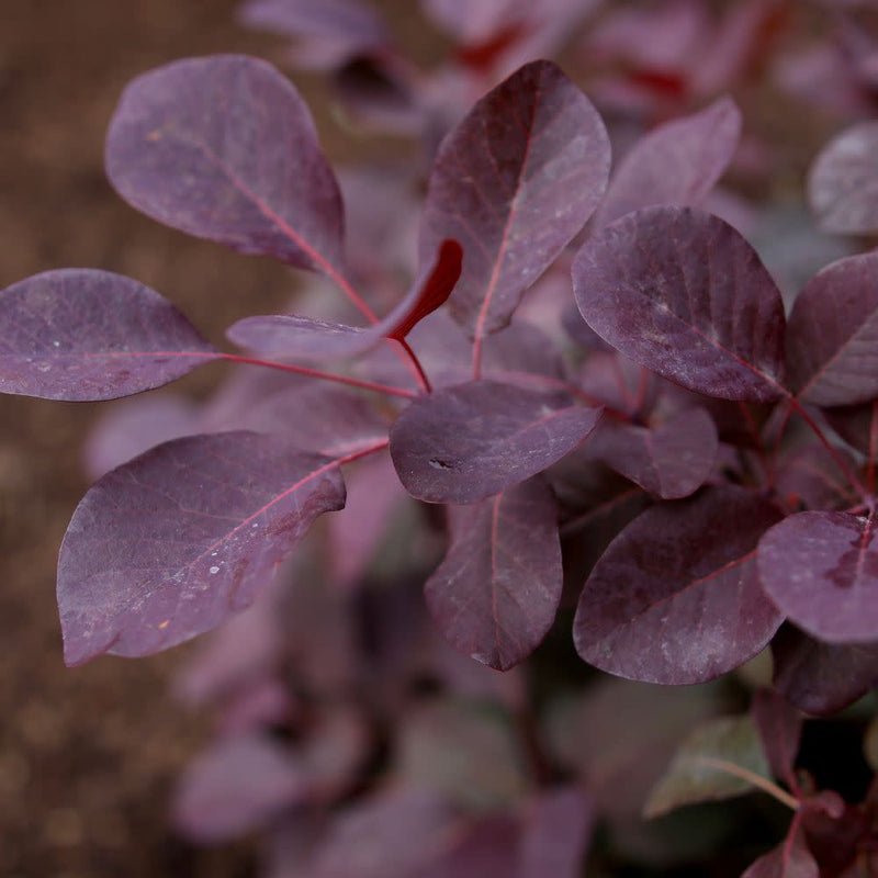 Winecraft Black® Smokebush (Cotinus coggygria)