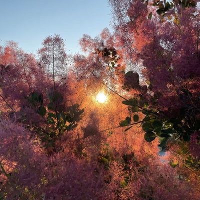 Winecraft Black® Smokebush (Cotinus coggygria)