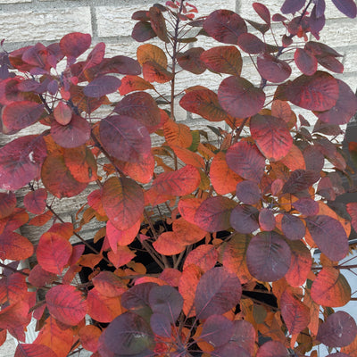 Winecraft Black® Smokebush (Cotinus coggygria)