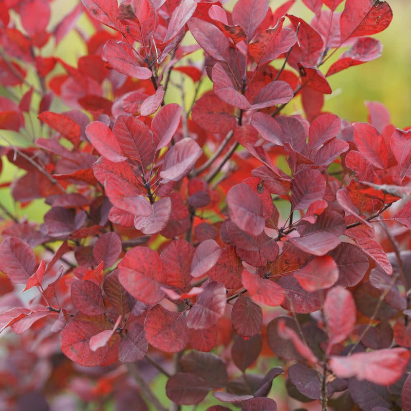 Winecraft Black® Smokebush (Cotinus coggygria)