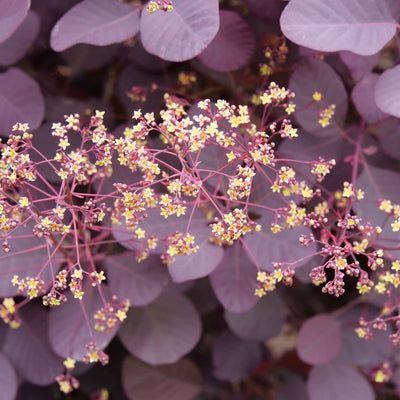 Winecraft Black® Smokebush (Cotinus coggygria)