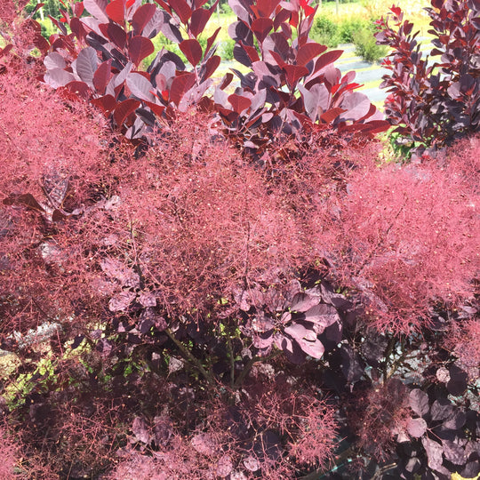 Winecraft Black® Smokebush (Cotinus coggygria)