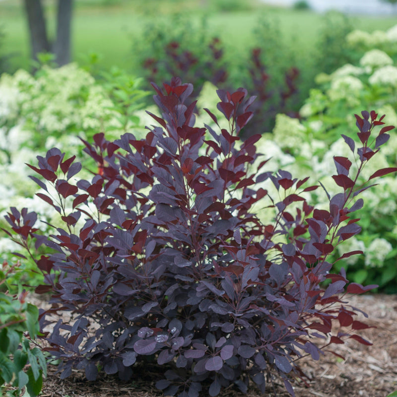 Winecraft Black Smokebush in focus.