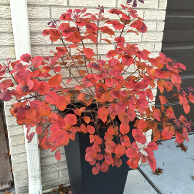 Winecraft Black Smokebush in use.