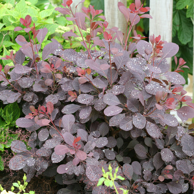 Winecraft Black Smokebush in use.