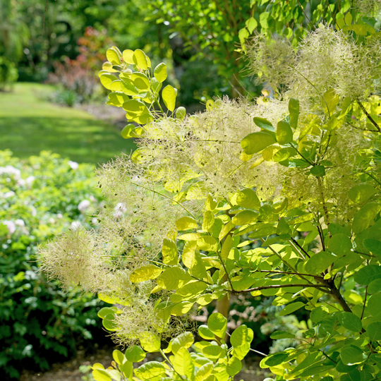 Winecraft Gold® Smokebush (Cotinus coggygria)