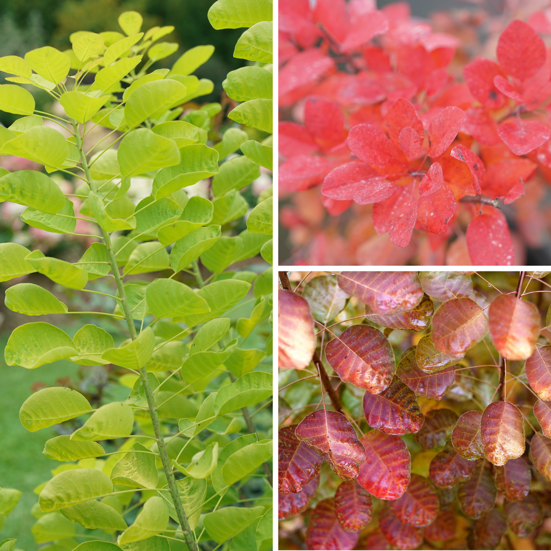 Smokebush | Winecraft Gold®