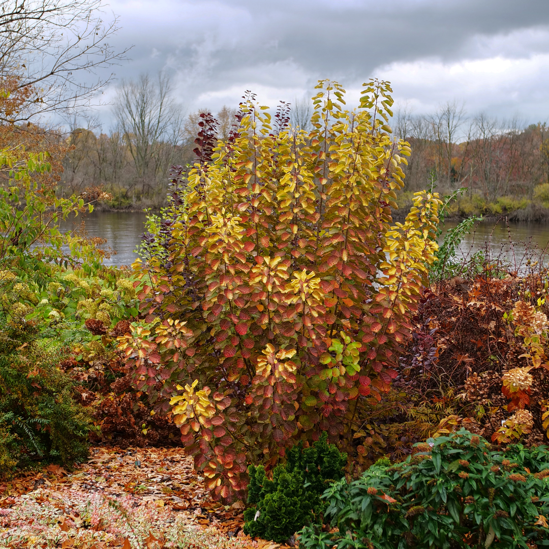 Winecraft Gold® Smokebush (Cotinus coggygria)