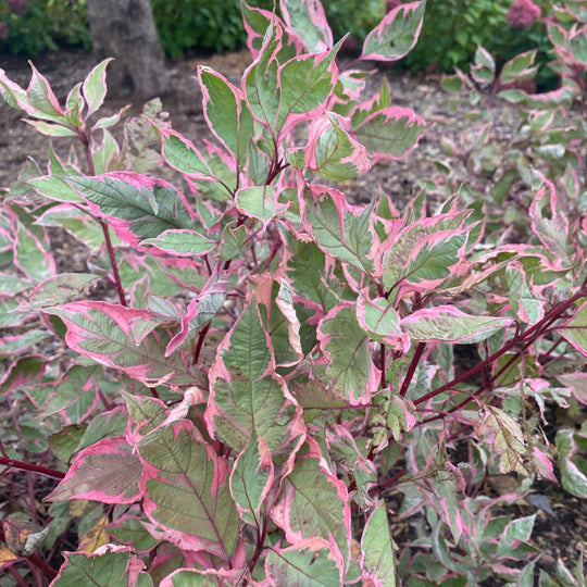 Sgt. Pepper® Dogwood (Cornus alba)