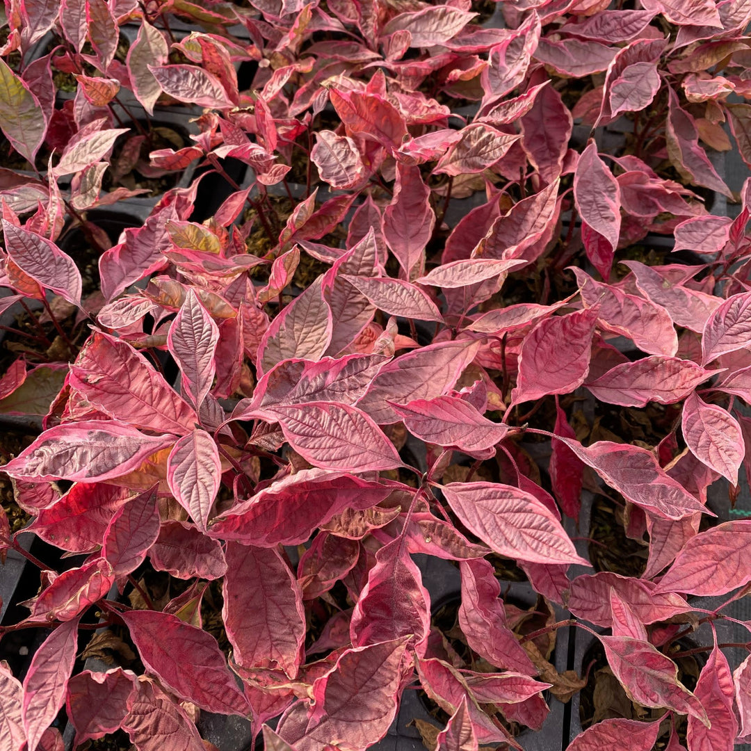 Sgt. Pepper® Dogwood (Cornus alba)