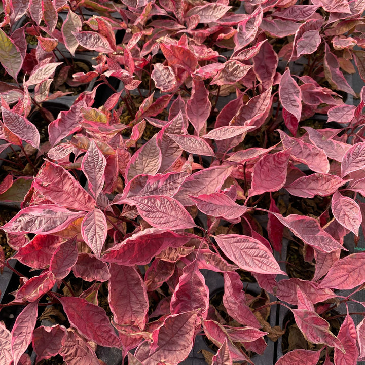 Sgt. Pepper® Dogwood (Cornus alba)