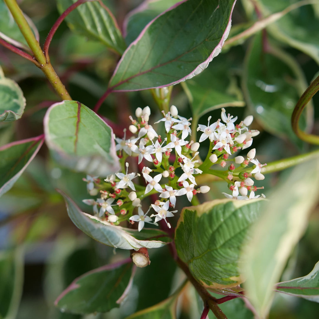 Sgt. Pepper® Dogwood (Cornus alba)