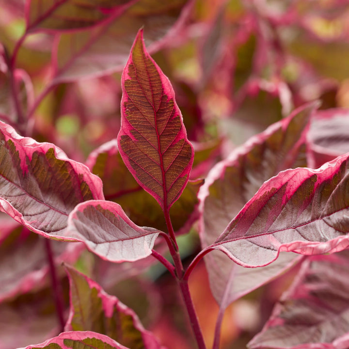 Sgt. Pepper® Dogwood (Cornus alba)