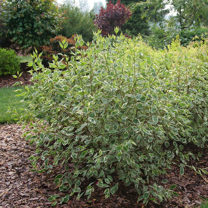 Sgt. Pepper® Dogwood (Cornus alba)