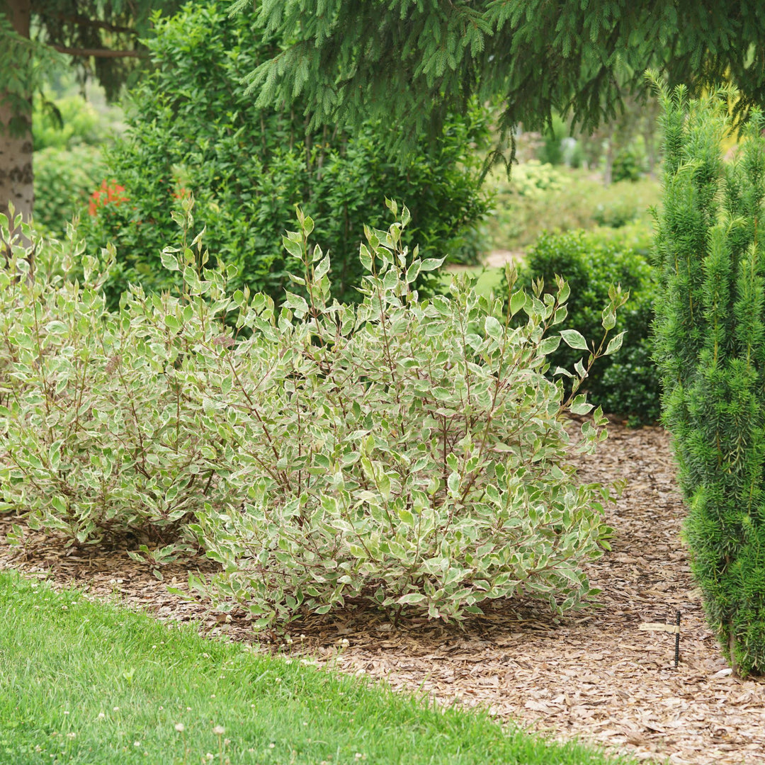 Sgt. Pepper® Dogwood (Cornus alba)