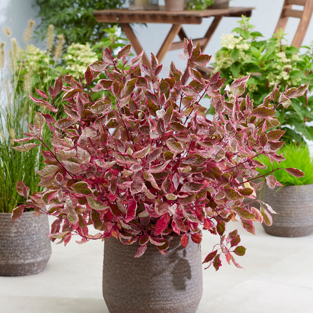 Sgt. Pepper® Dogwood (Cornus alba)