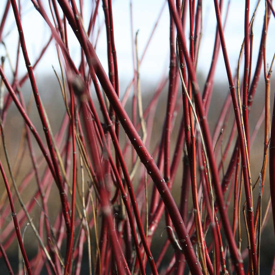Arctic Fire® Red Dogwood (Cornus stolonifera)