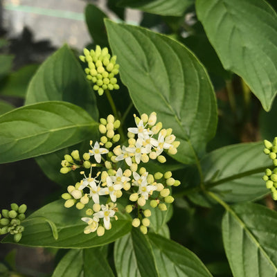 Arctic Fire Yellow Dogwood up close.