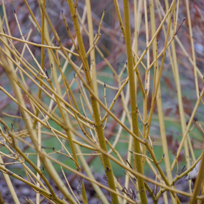 Arctic Fire Yellow Dogwood up close.