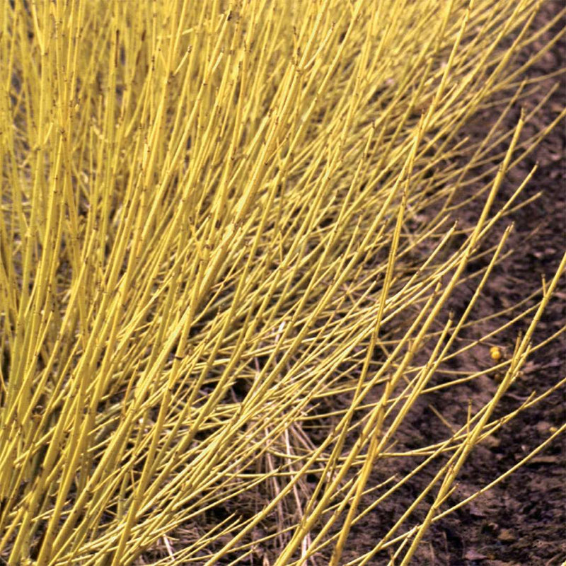 Arctic Fire Yellow Dogwood up close.