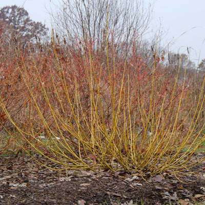 Arctic Fire Yellow Dogwood in use.