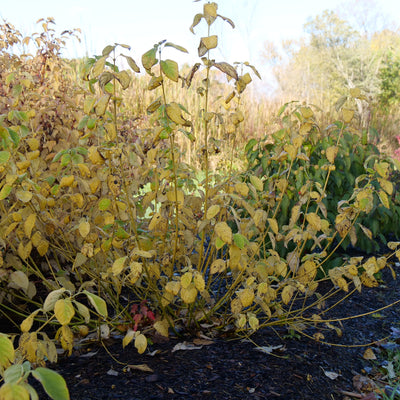 Arctic Fire Yellow Dogwood in use.