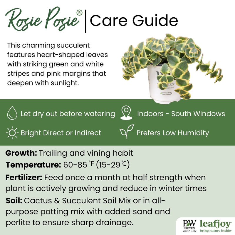 leafjoy® Mirage™ Rosie Posie™ Calico Kitten detailed care information.