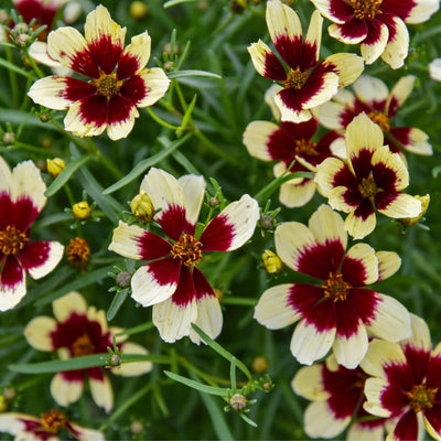 Designer Threads™ 'Creamy Calico' Threadleaf Coreopsis (Coreopsis verticillata)