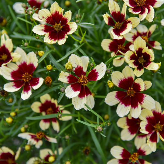 Designer Threads™ 'Creamy Calico' Threadleaf Coreopsis (Coreopsis verticillata)