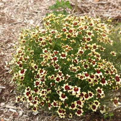 Designer Threads™ 'Creamy Calico' Threadleaf Coreopsis (Coreopsis verticillata)