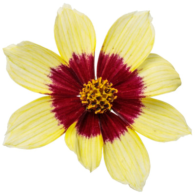 Designer Threads™ 'Creamy Calico' Threadleaf Coreopsis (Coreopsis verticillata)