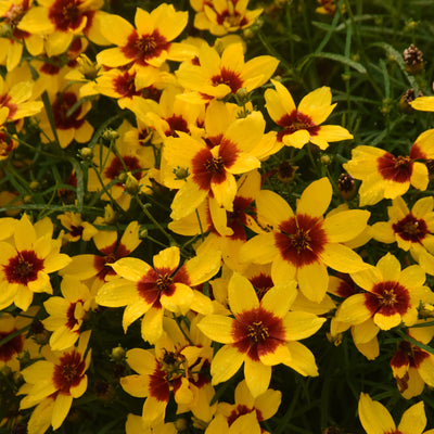 Designer Threads™ 'Golden Needles' Threadleaf Coreopsis (Coreopsis verticillata)